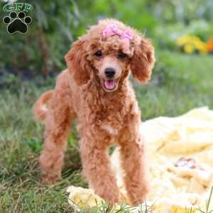 Leah, Miniature Poodle Puppy